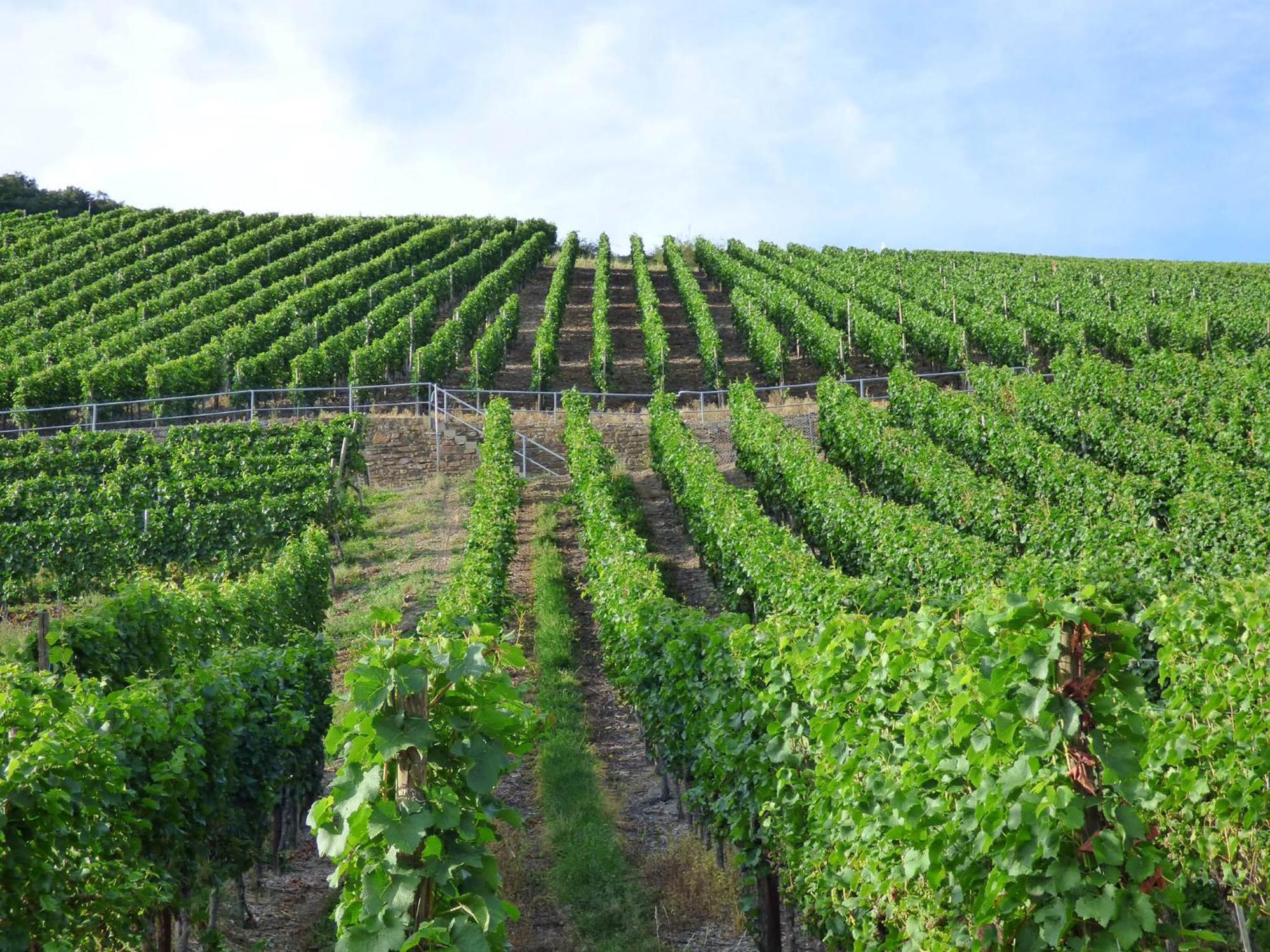 Relaxen Im Weindorf Mayschoss Fewo 4 Экстерьер фото